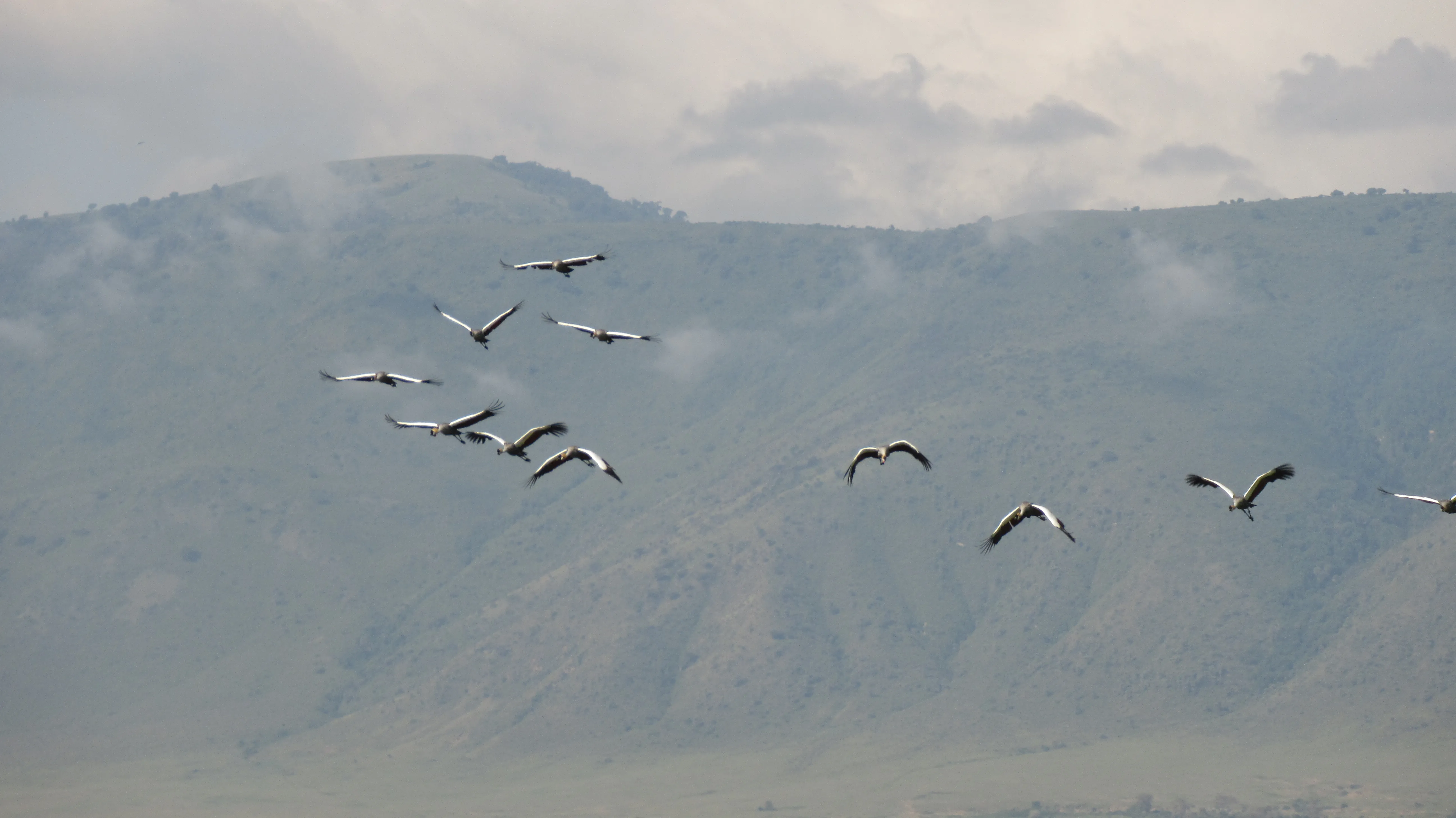 Duże, biało-czarne ptaki w locie na tle góry