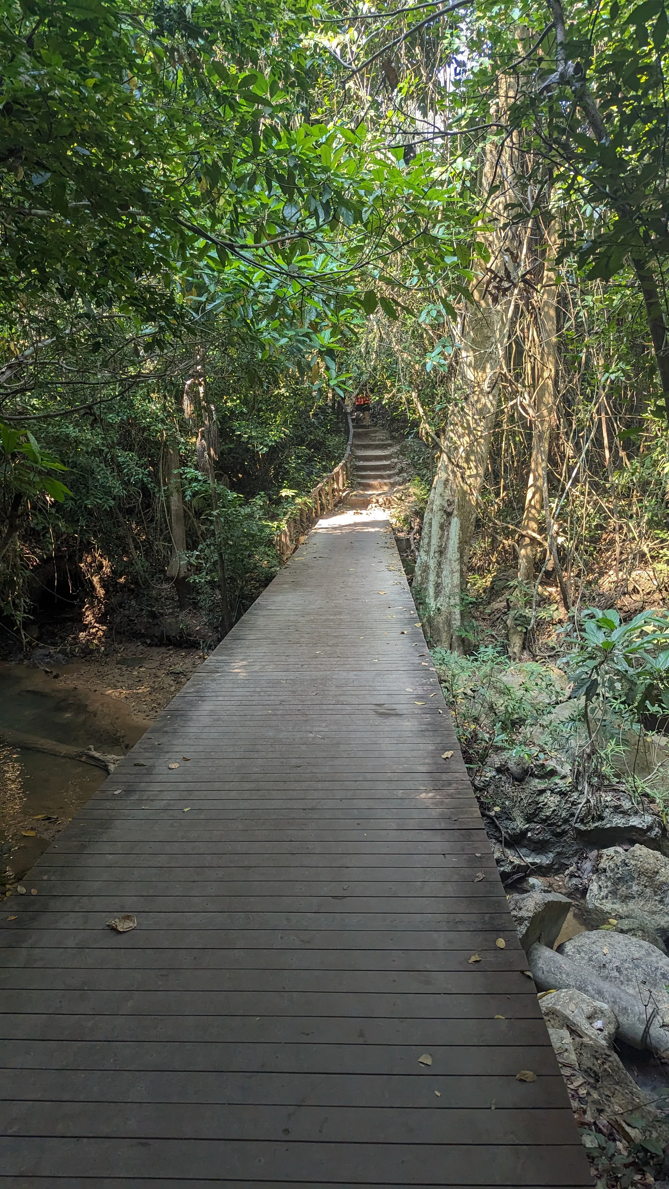 Drewniana ścieżka biegnąca przez tropikalny las, strumień pod nią, w tle widać
schody