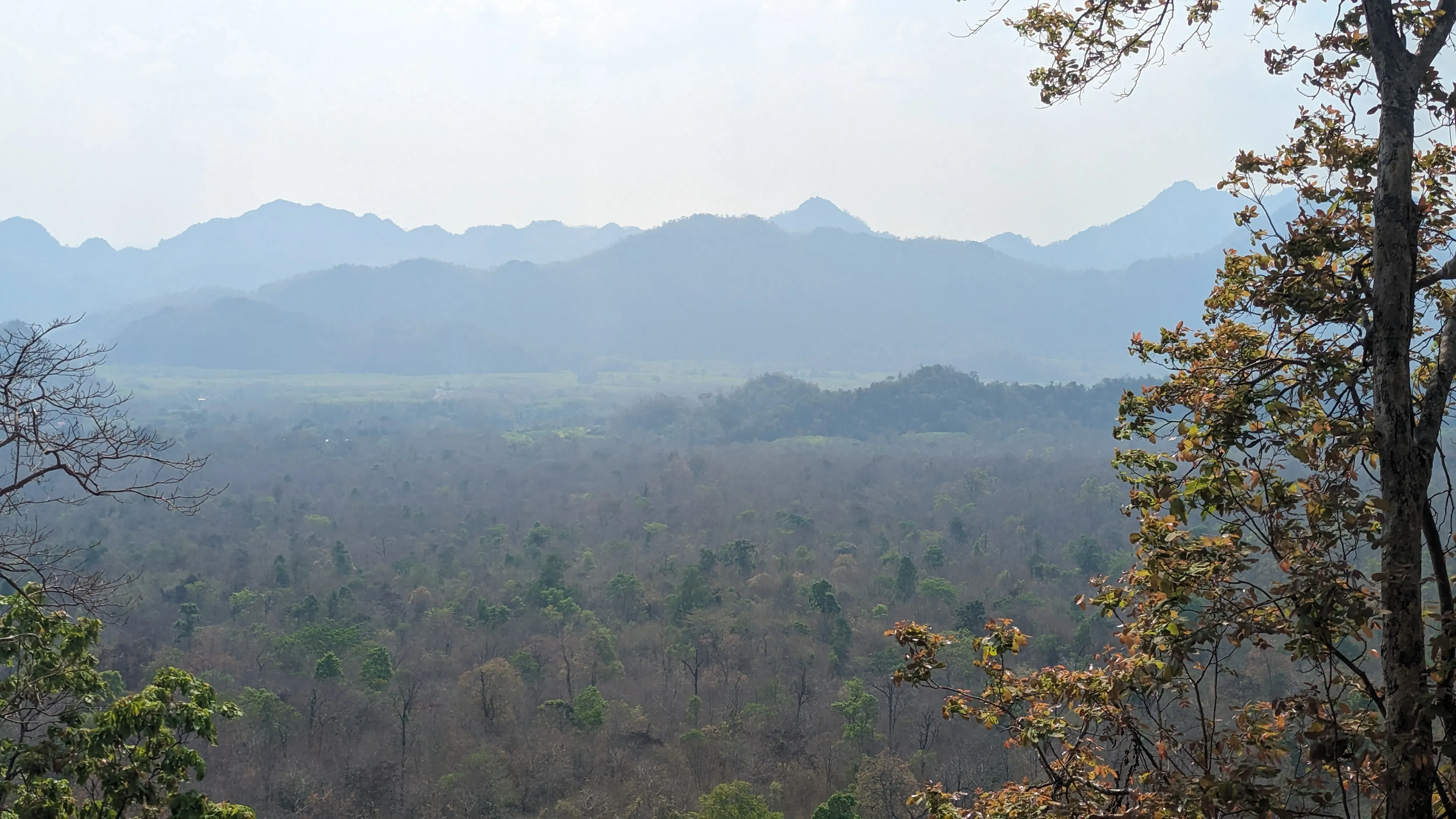 Mglista dolina, góry z tyłu, na pierwszym planie
drzewo