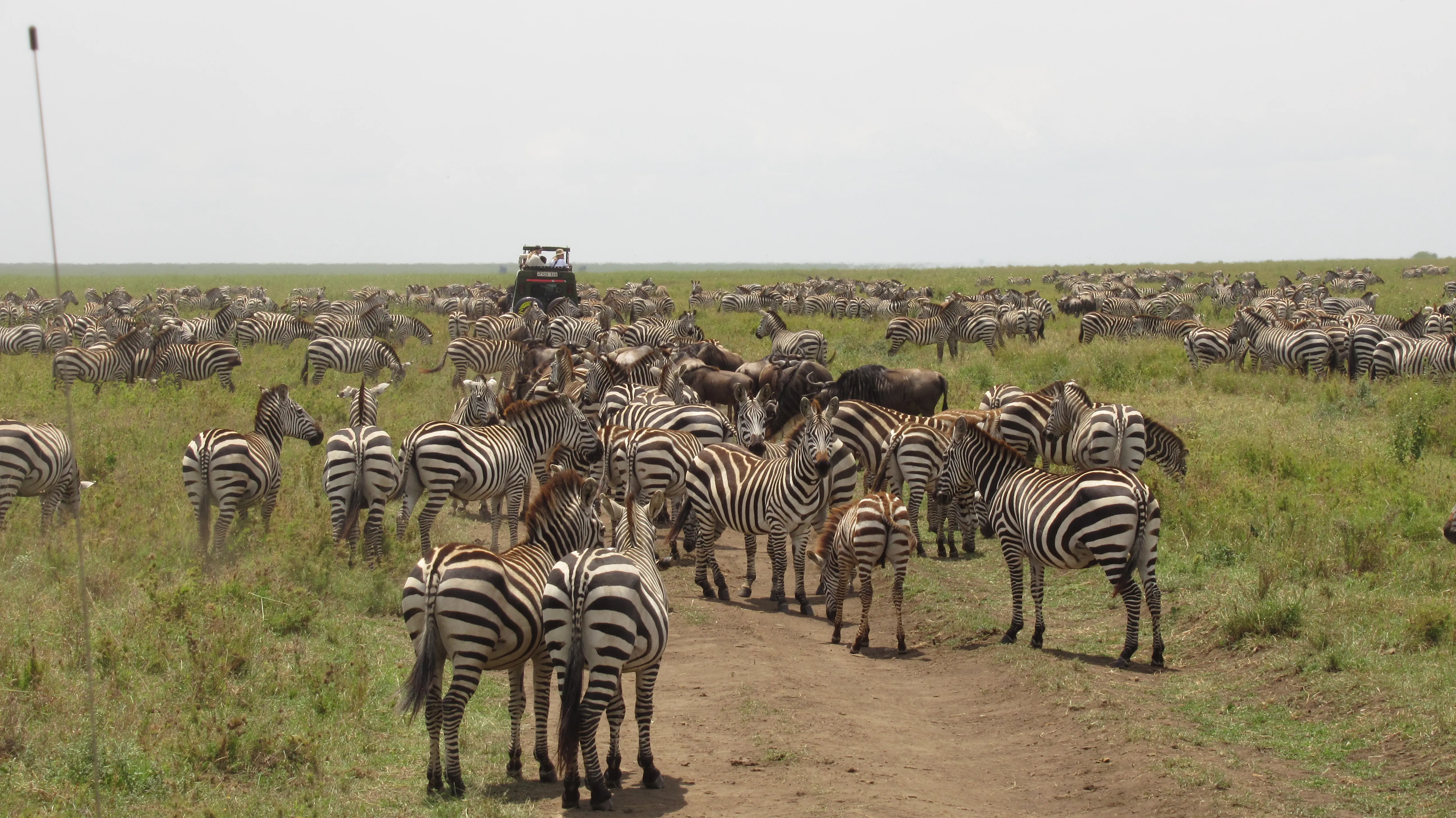 Sawanna, przez środek biegnie ubita droga, wszędzie stoją zebry, między nimi kilka gnu. W tle
widać samochód z podniesionym dachem przedzierający się przez
zebry.