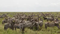 img of Safari w Tanzanii