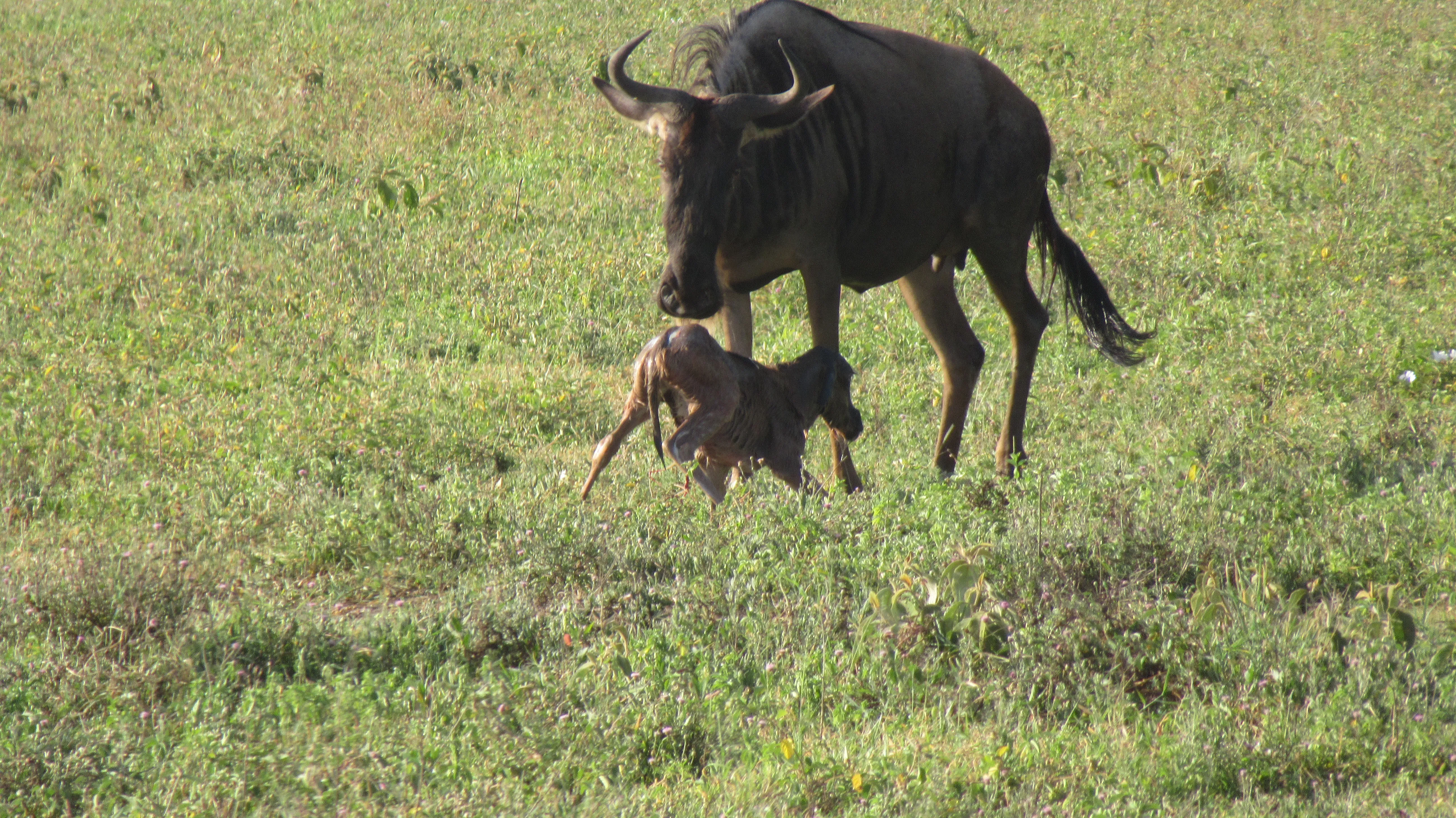 Mama antylopa z młodym, źrebię usiłuje
wstać