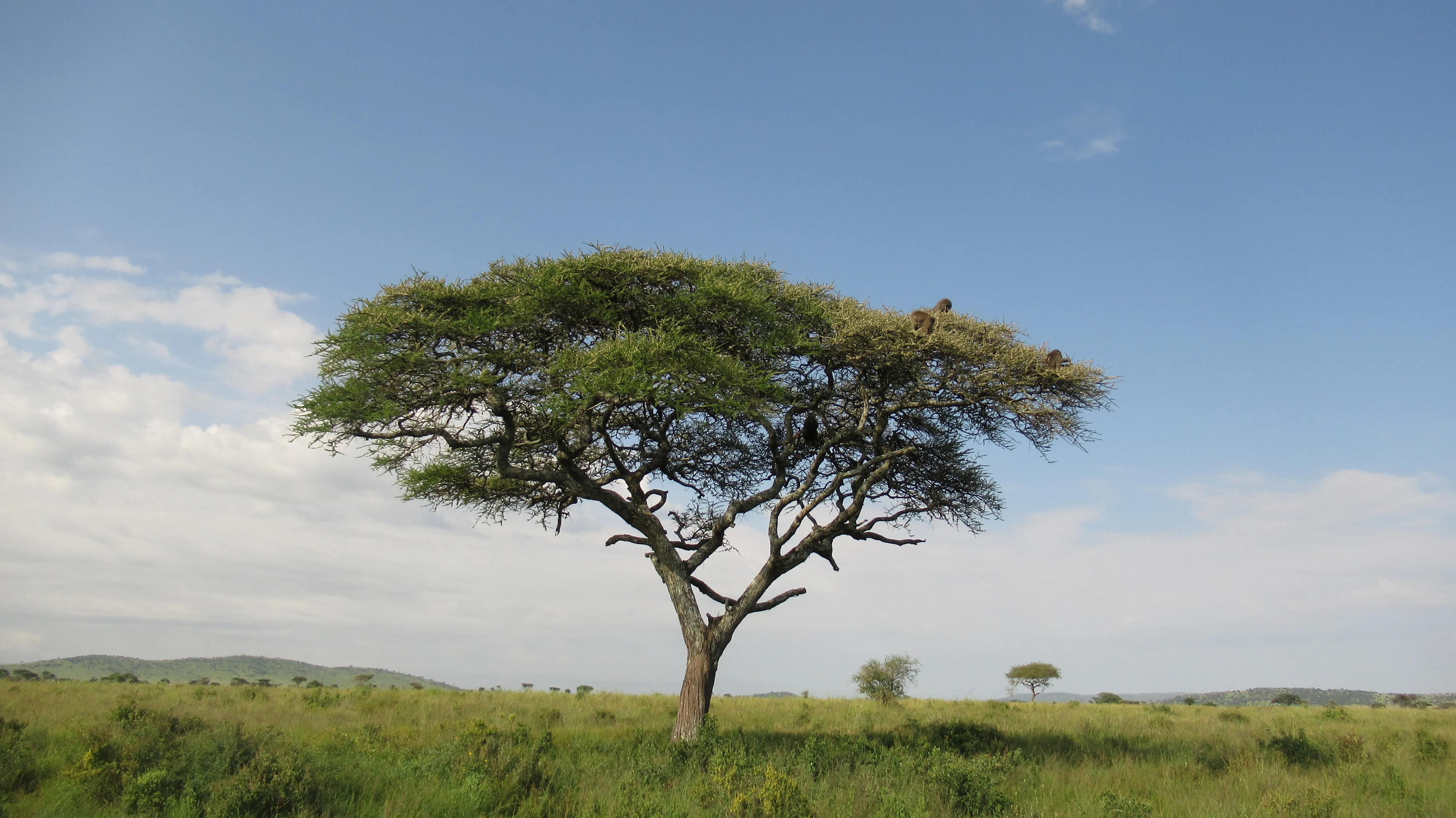 Zielona trawiasta równina, na pierwszym planie akacja, w koronie siedzi kilka
pawianów