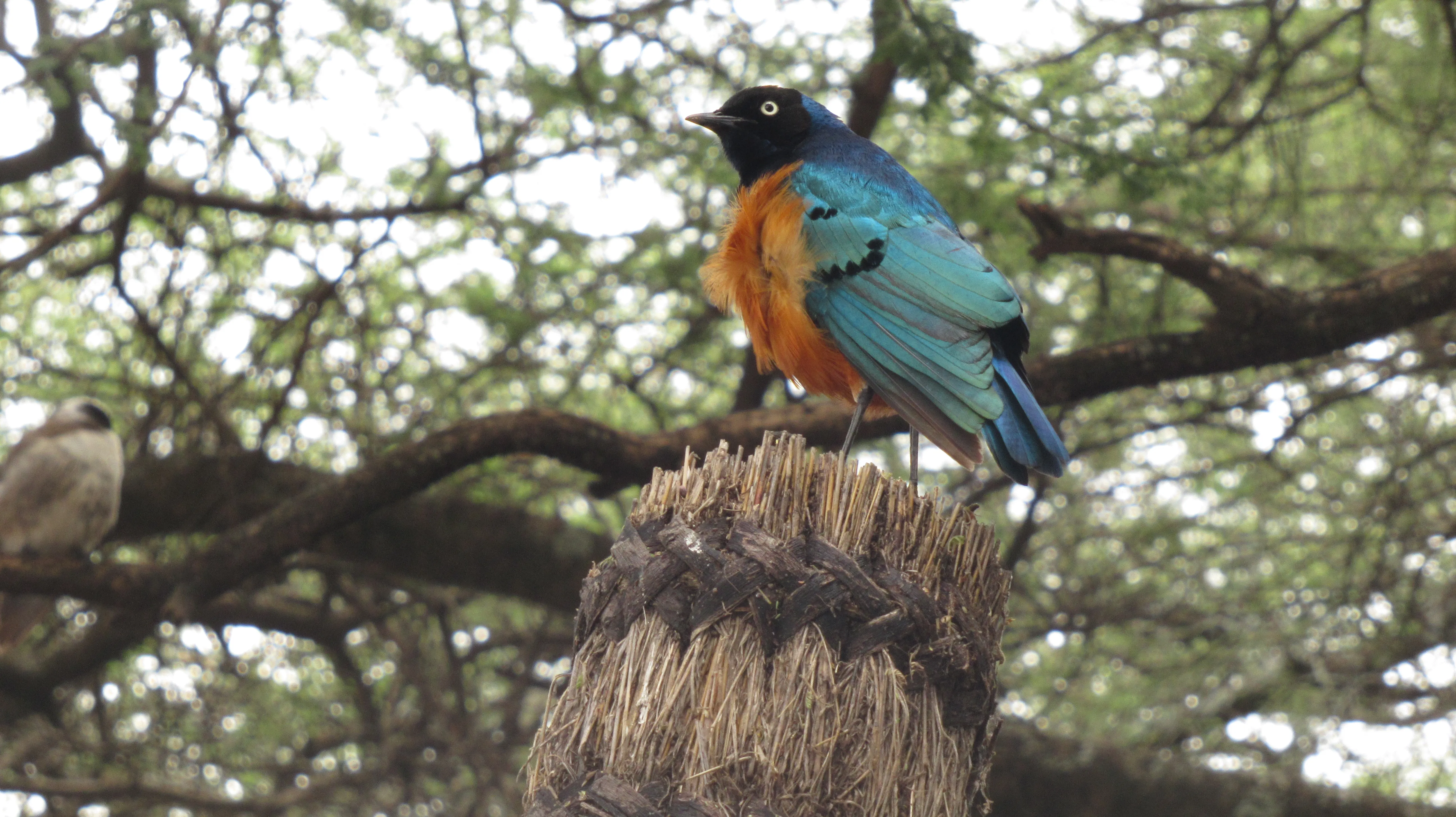 Niewielki ptak z błyszczącymi, jasnoniebieskimi skrzydłami, pomarańczowym brzuszkiem i czarną
główką