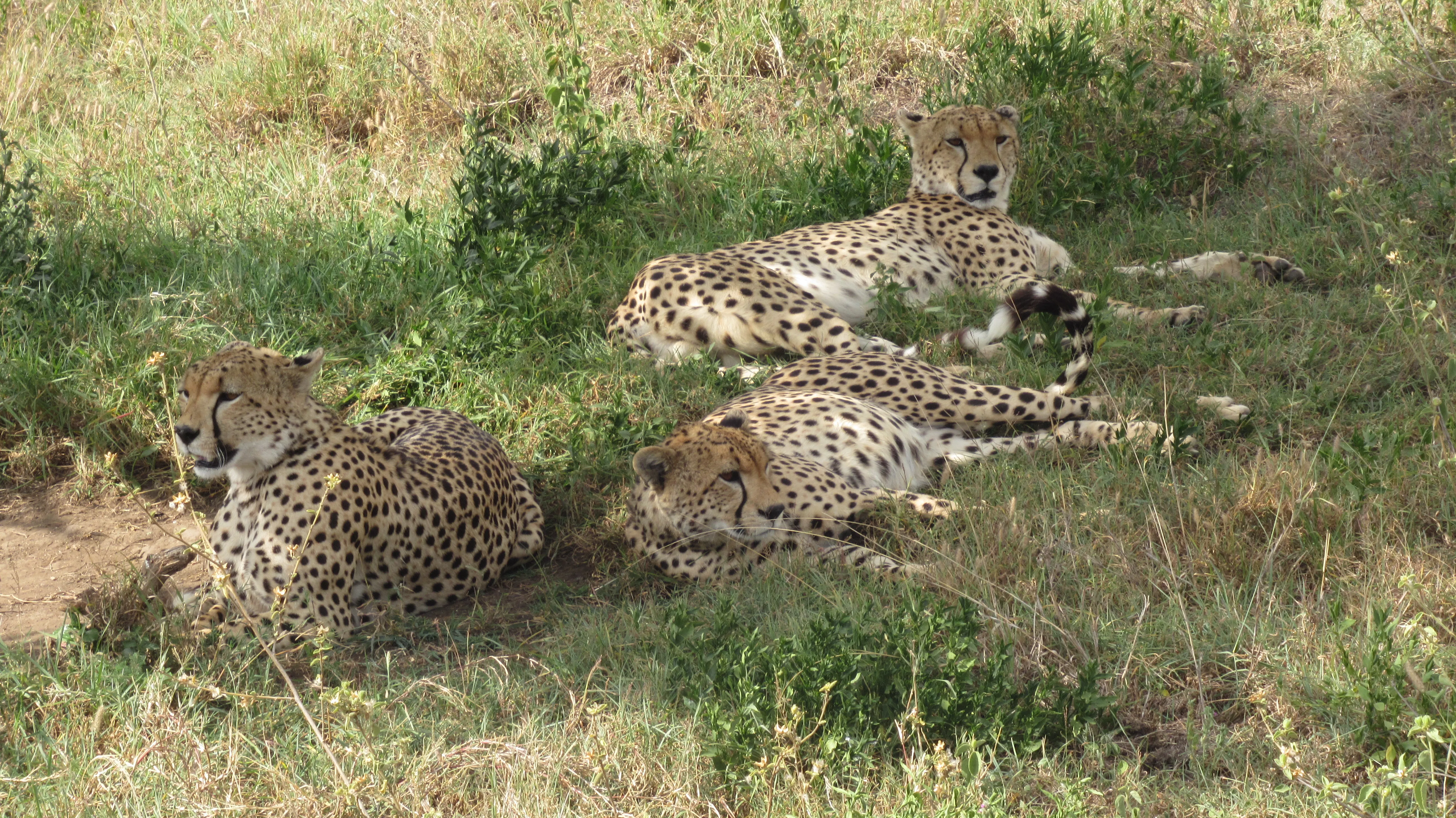 Trzy gepardy leżące w trawie