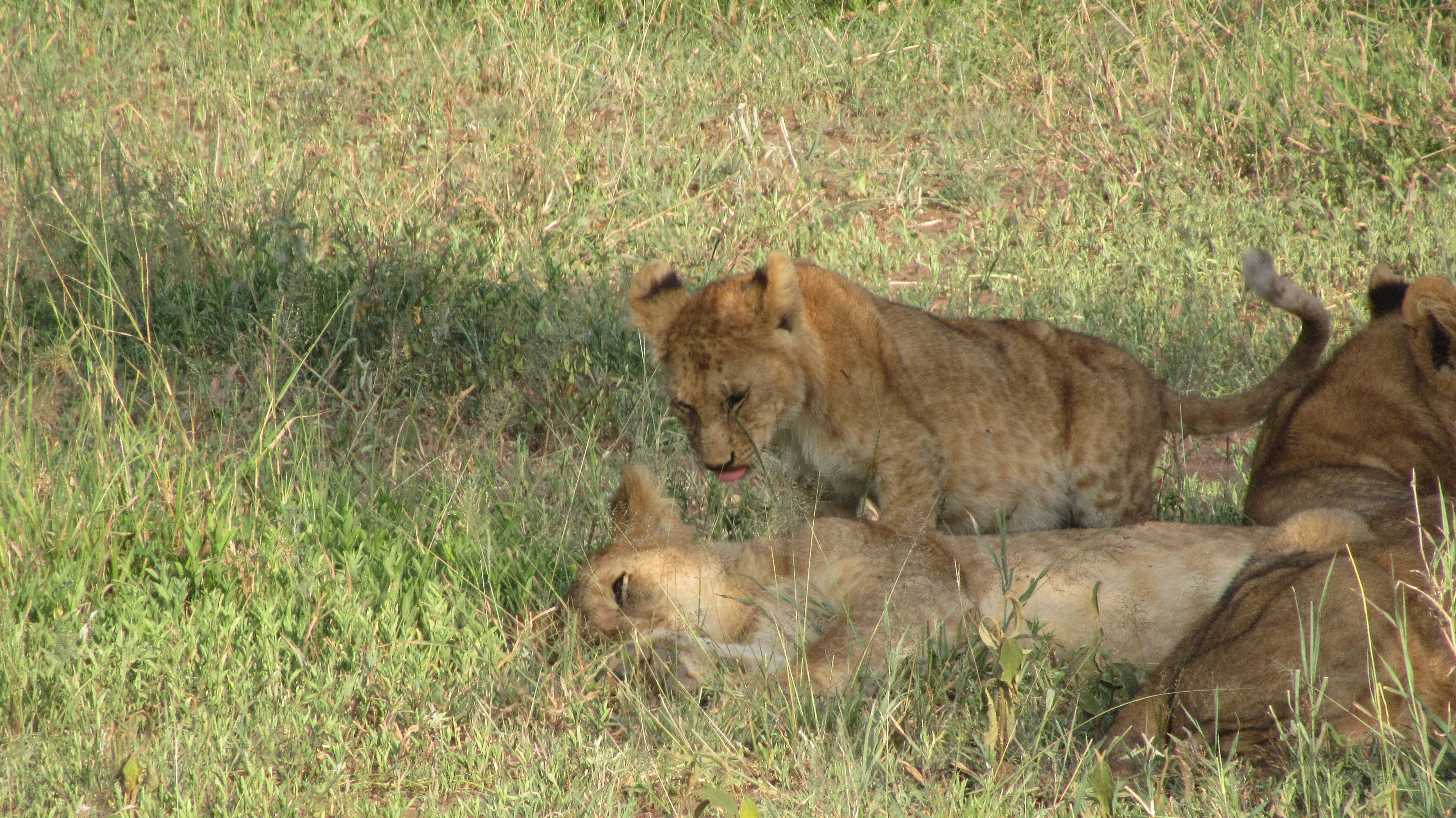 Młode lwiątko pochyla się nad głową rodzeństwa, obok leży
lwica