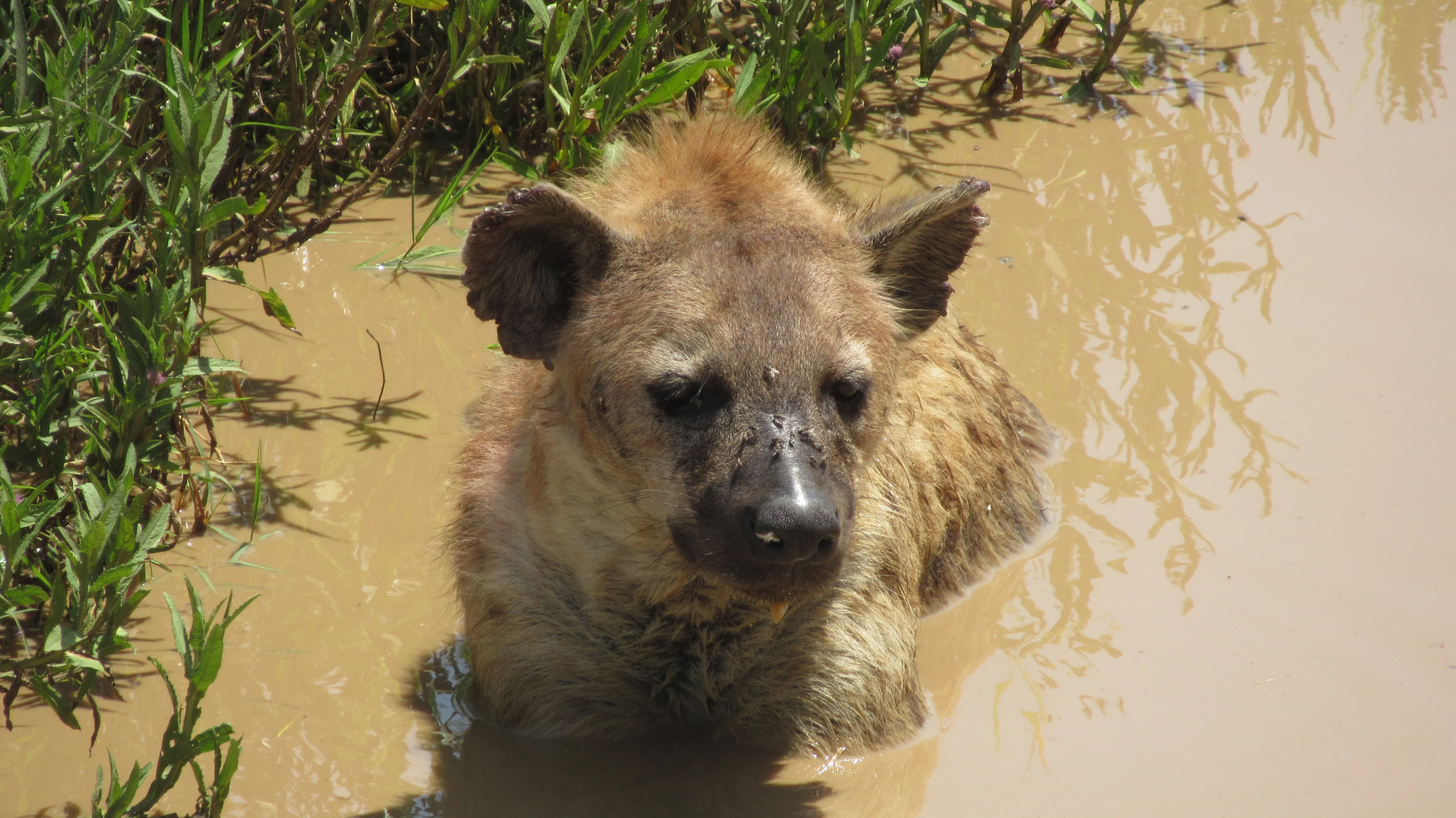 Hiena odpoczywa zanurzona w brązowej wodzie, na nosie siedzą
muchy