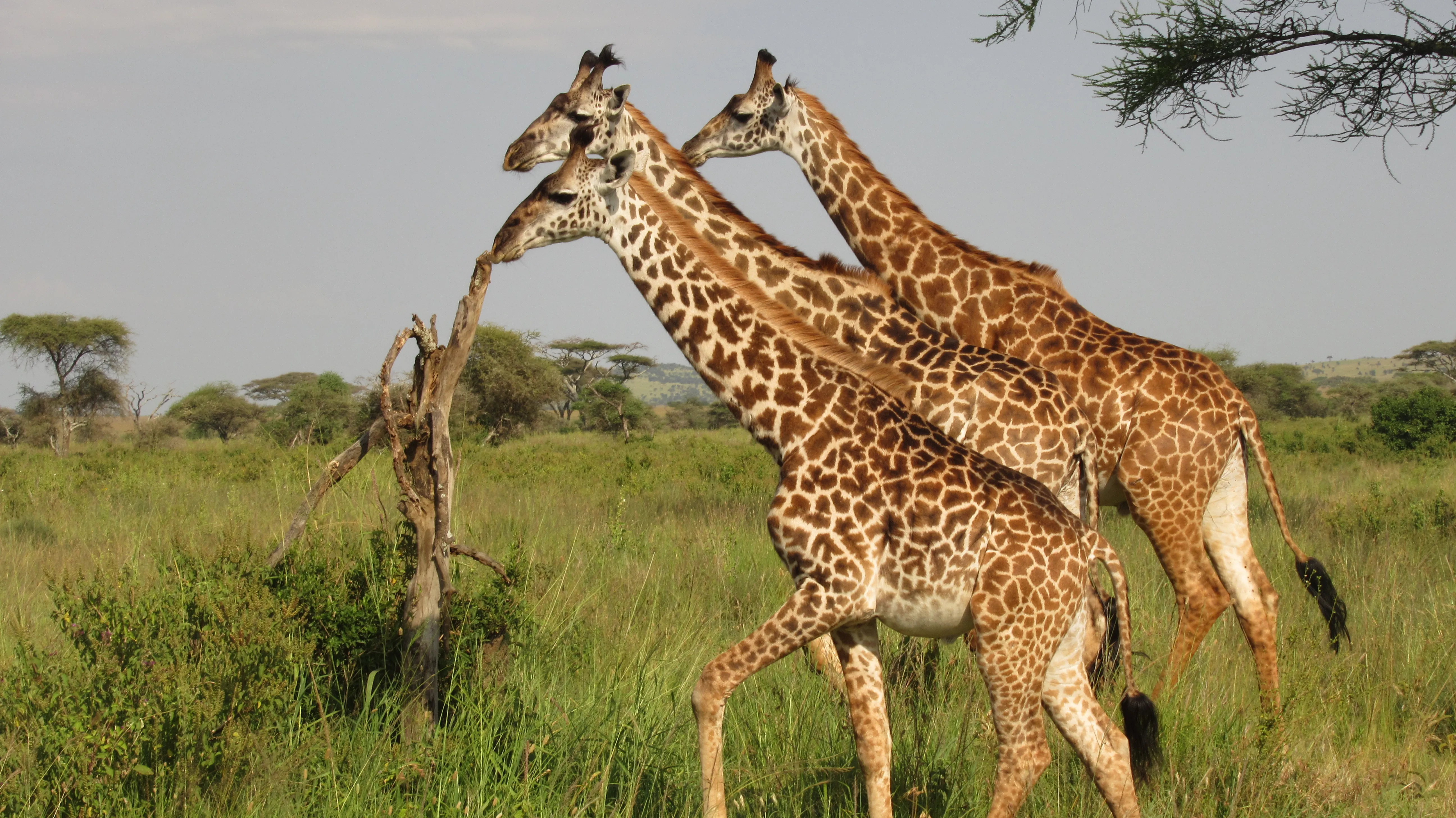 Trzy żyrafy idące obok siebie, w tle
akacje