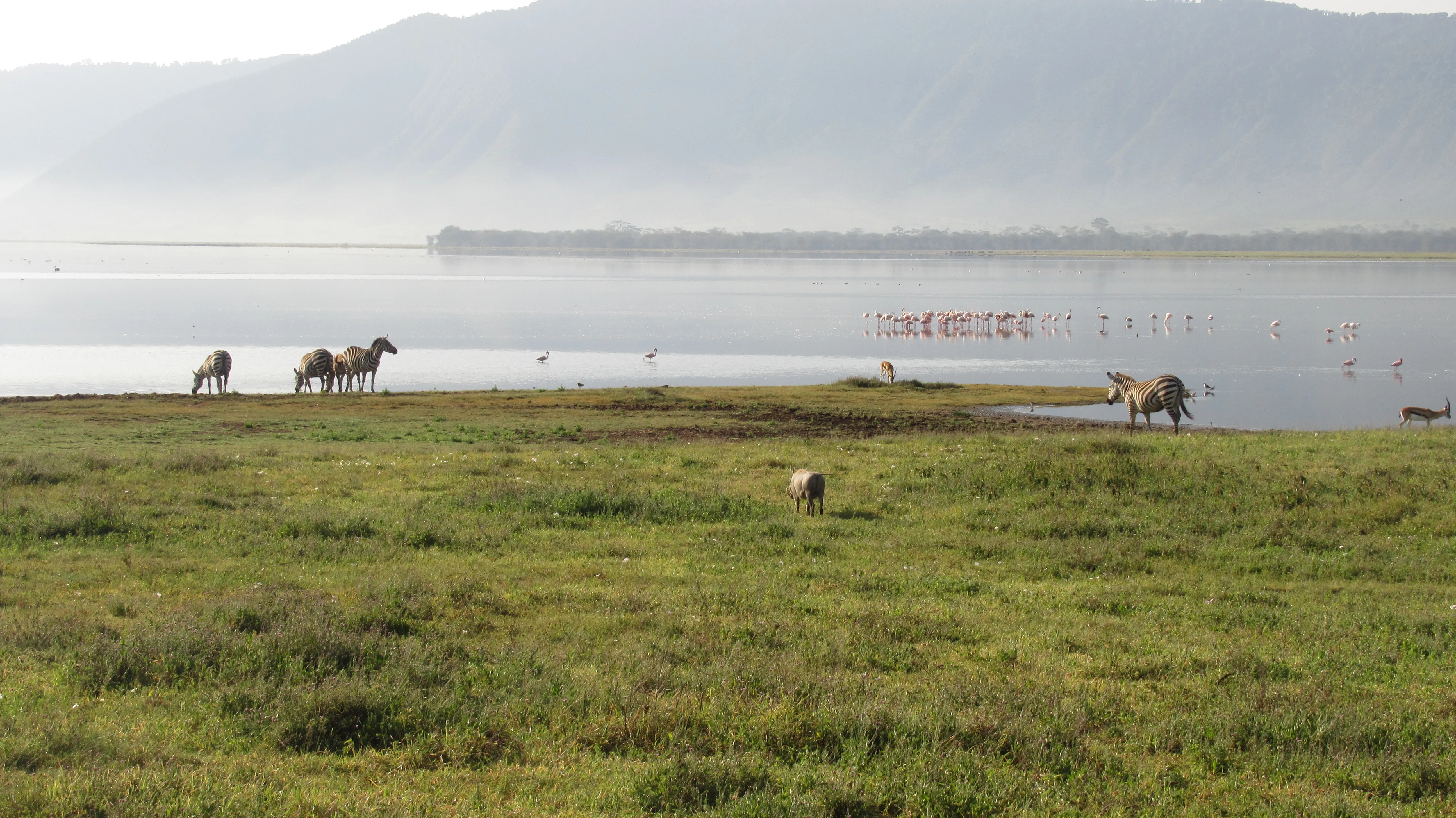 Jezioro, w tle góry, przy brzegu stoi kilka zebr i antylop, w wodzie flamingi, przez trawę idzie
guziec