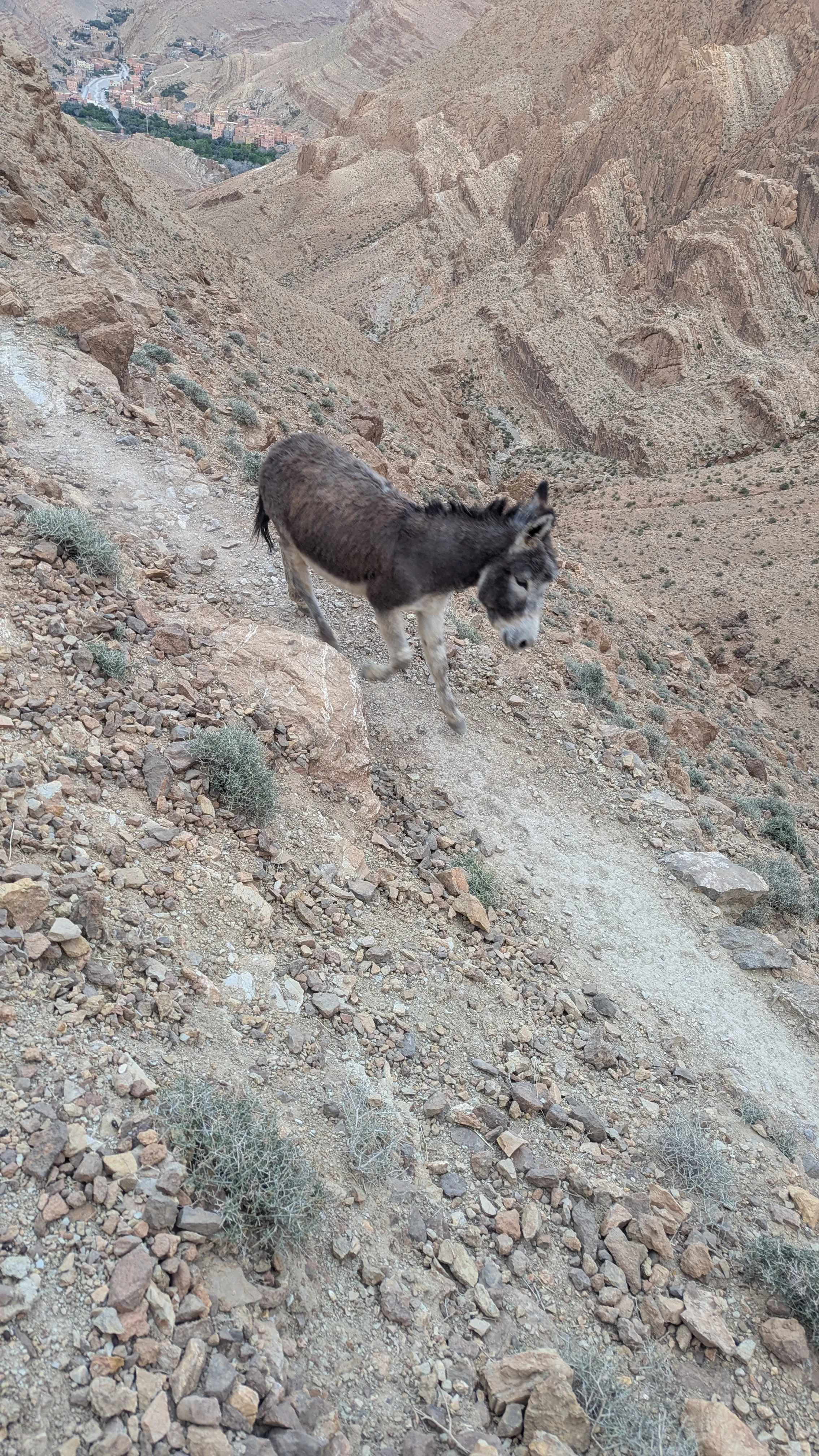 Osioł biegnący po wąskiej, górskiej ścieżce